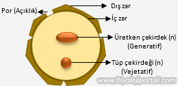 Polenin şematik gösterimi